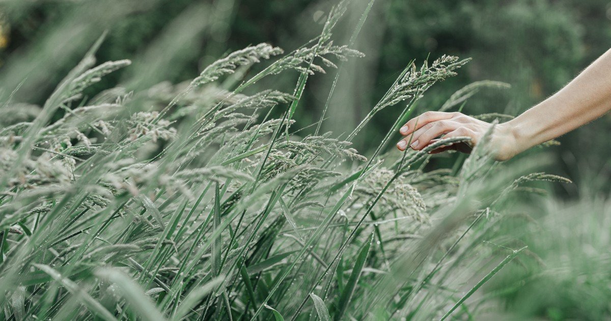 What Does Touch Grass Slang Mean? Internet Slang Explained Simply